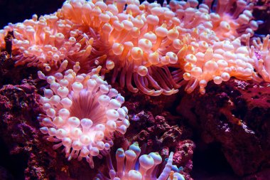Marine life sea anemone Condylactis gigantea underwater in the sea clipart