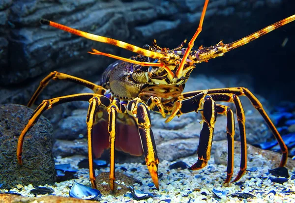 Homard Tropical Rock Coloré Sous Eau Sur Fond Belles Pierres — Photo