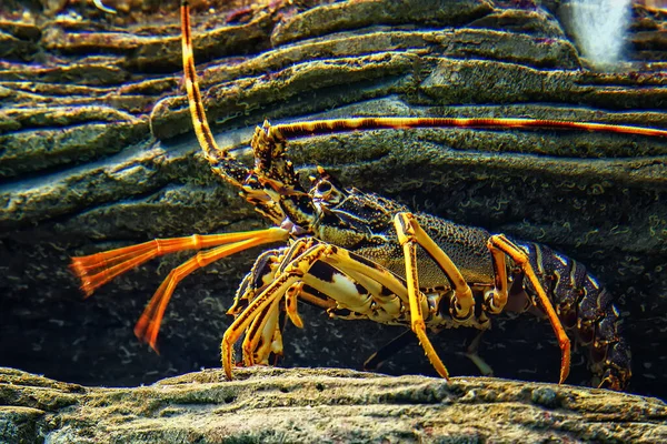 Lobster Batu Tropis Berwarna Warni Bawah Air Dengan Latar Belakang — Stok Foto