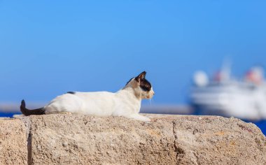 Antik taş duvarda oturan kedi Rodos limanında eskrim yapıyor.