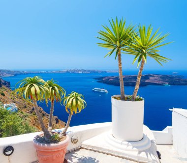 Firostefani köyü, Santorini adasında deniz manzaralı bir palmiye ağacı.