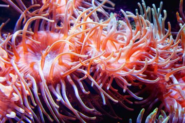 Kaplan Anemone Nemanthus annamensis Suyun altında inanılmaz renkli deniz canlıları.