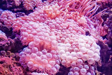 Deniz şakayığı Condylactis deniz altı dev çayı