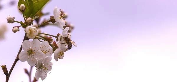 Fleur Cerisier Abeille Sur Fond Rose Avec Place Pour Copier — Photo