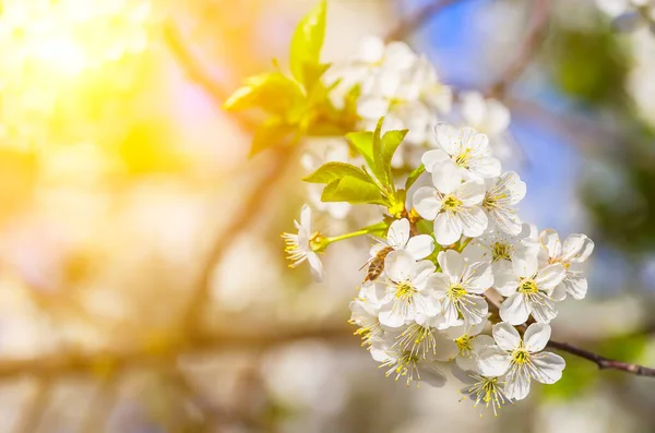 Güneşin altında çiçek açan elma ağacı. Bir arı baharda bir elma ağacının çiçeklerini döller.