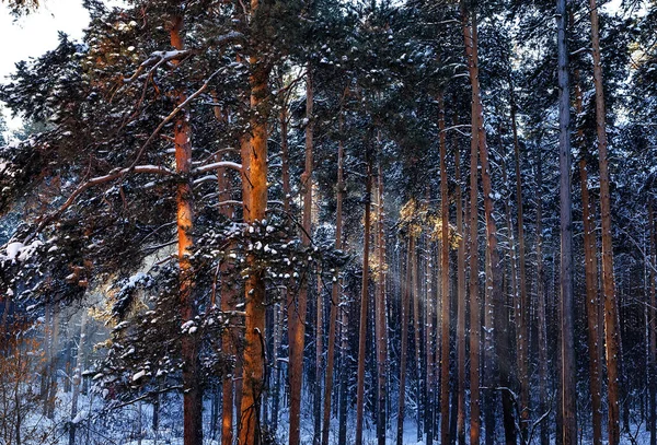 Winter Morning Sun Rays Frozen Forest — Stockfoto