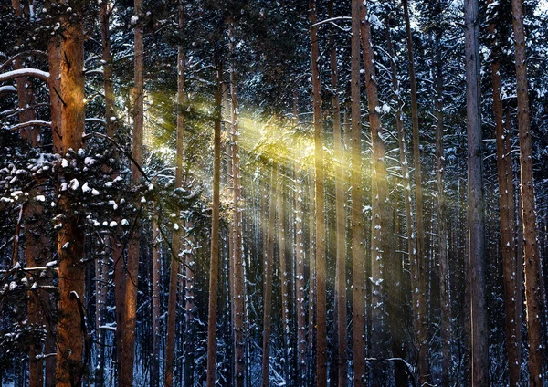 Morning Sun Rays Forest Frozen Trees Winter — Stockfoto