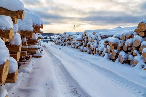 Hout Oogsten Logt Een Bos Rusland Winter — Stockfoto