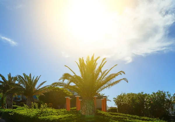 Coast Island Crete Greece Palm Trees Beautiful Lawns Buildings Sun — 图库照片