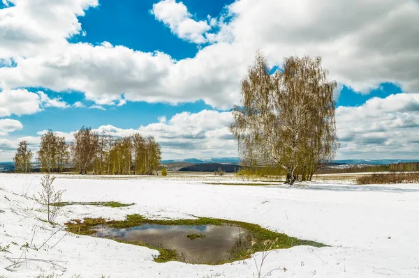 Landschap Met Wit Zand Bomen — Stockfoto