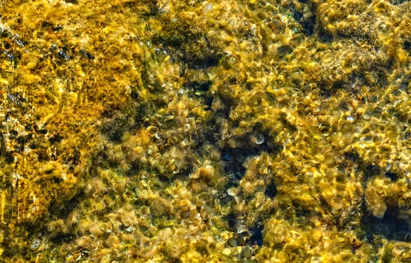 海藻的绿色背景 石头与明亮的海藻特写 天然的海草天鹅绒质地 海生植物接近图像 海滨岩石质感 — 图库照片