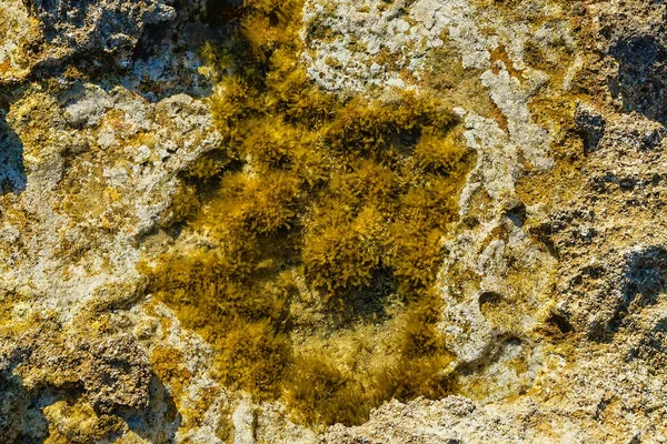 Green background of algae seaweed. Stone with bright seaweed closeup.