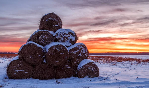 Winterlandschap Met Uitzicht Besneeuwde Strobalen Het Veld Bij Zonsondergang — Stockfoto