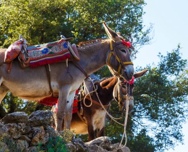 Dikteon Mağarası veya İdeon Mağarası 'ndaki Yunan mitolojisine göre Zeus' un doğduğu yere eşeklerle nakledilen turistler. Girit Adası, Yunanistan 'da Seyahat.