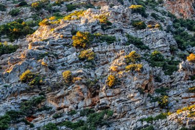 Bitkiler ve otlarla taştan arkaplan