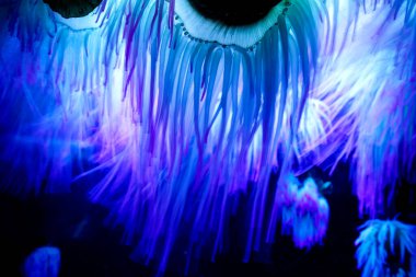 Aydınlatılmış bir deniz şakayığı