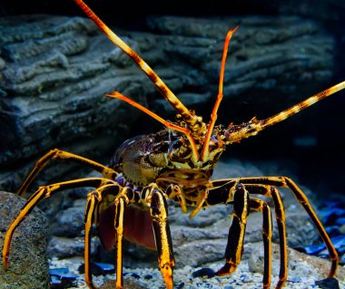 Suyun altındaki renkli Tropikal Kaya ıstakozu su altı taşlarının arka planında.