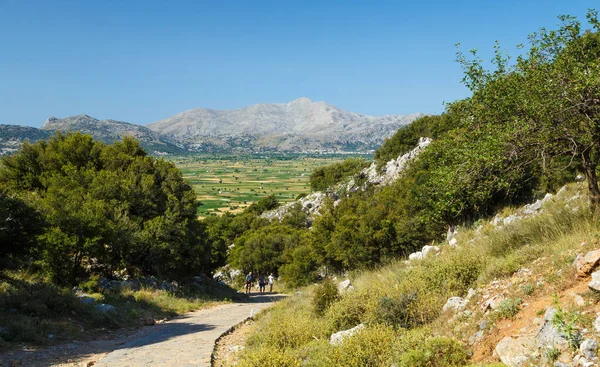 Sendero Senderismo Ladera Bosque Pinos Montaña Día Soleado Isla Creta —  Fotos de Stock