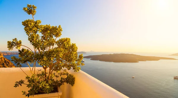 Árbol Verde Con Flores Plaza Del Pueblo Imerovigli Isla Santorini — Foto de Stock