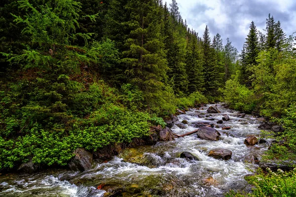 Undersida Flödet Fjällbäck Skogen — Stockfoto