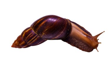 Beyaz arkaplanda izole edilmiş salyangoz