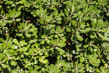 Bahçe - Yeşil sarmaşık sorunsuz doku için fikirler