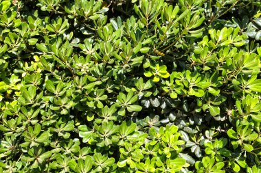 güzel taze yeşil bush closeup doku arka plan bırakır