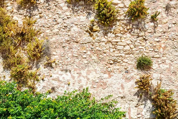 Grünes Pflänzchen Wächst Durch Riss Alte Burgmauer — Stockfoto