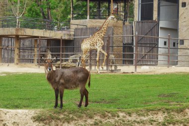Afrika geyik aile alanında yemek