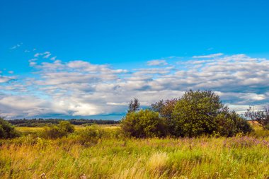 Ağaçlar güzel yaz bulutlar ortasında alanıyla