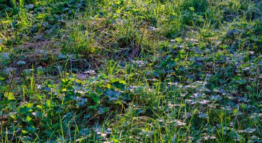 Çiğ, çim ve çiçek güneş tarafından aydınlatılmış 