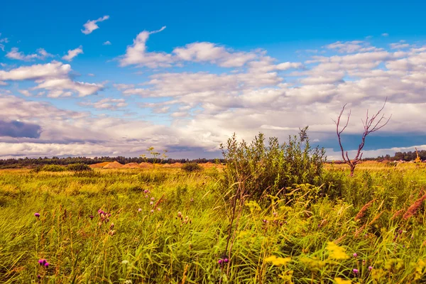 Campo com árvores em meio a belas nuvens de verão — Fotografia de Stock