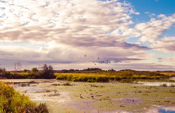 Lacul cu Tina zi de vară pe fundalul câmpurilor — Fotografie, imagine de stoc