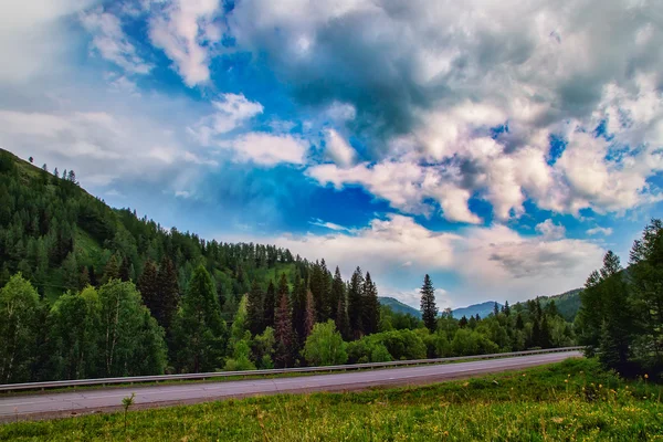 Strada che passa tra pinete alte in estate Altai — Foto Stock