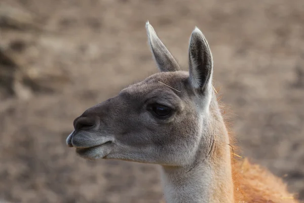 Head Lama largly day — Stock Photo, Image