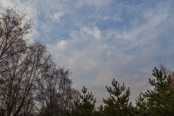 Nubes sobre las copas de los árboles en primavera forestal — Foto de Stock