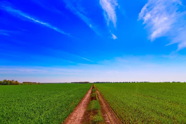 Estrada de campo verde dividida ao meio — Fotografia de Stock