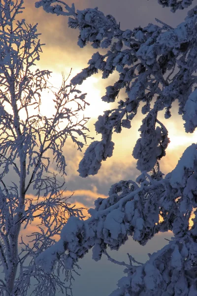 Vuren tak in de sneeuw bij zonsondergang — Stockfoto