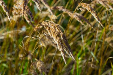 kulakları arpa bulanıklık
