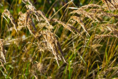 kulakları arpa bulanıklık
