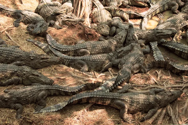 Acumulação de crocodilos na exploração de crocodilos — Fotografia de Stock