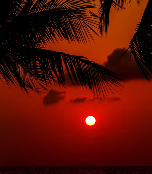 Контрастный тропический закат — стоковое фото