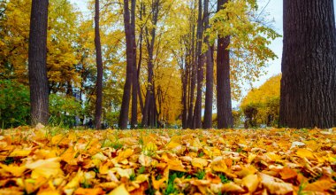 ağaçlar sonbahar yaprakları