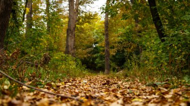 ağaçlar sonbahar yaprakları