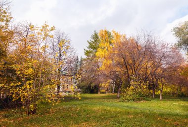 Ağaçlar Sonbahar güneşli günü bir parkta