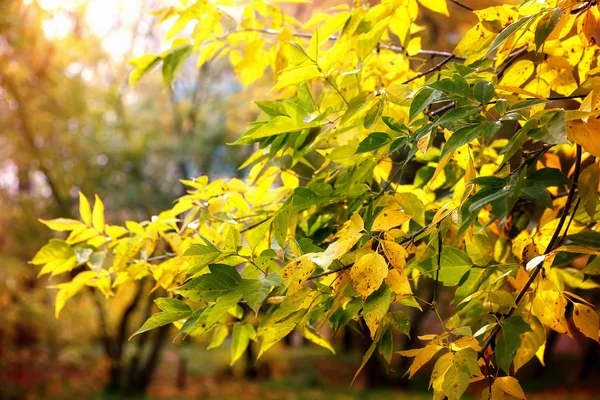 Fall foliage branches day sun — Stock Photo, Image