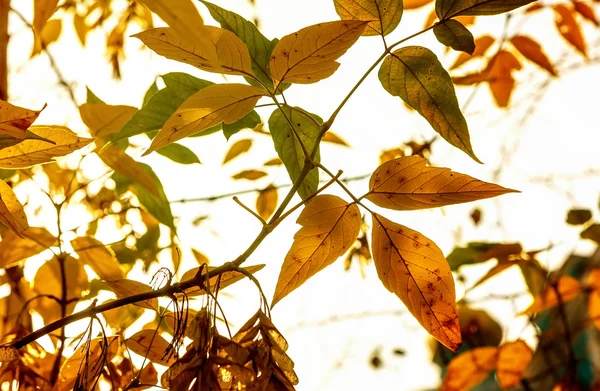 Fall foliage branches day sun