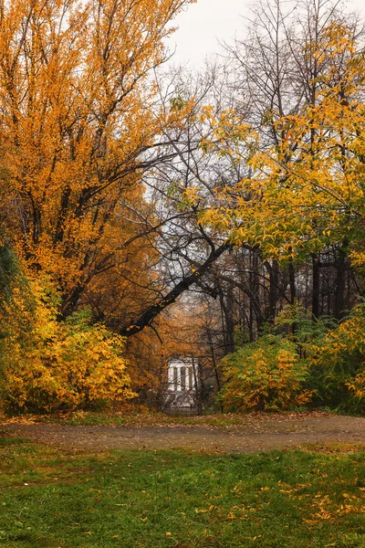 Trees in a park in autumn sunny day — Stock Photo, Image