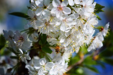 Arı olan elma ağaçlarının çiçek bahar güneşli pollinates.
