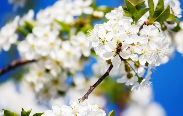Abeille pollinise les fleurs des pommiers au printemps ensoleillé — Photo